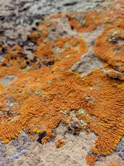 Xanthomendoza trachyphylla