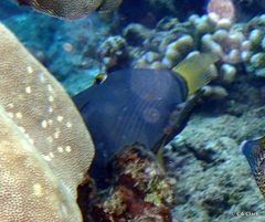 Cantherhines dumerilii