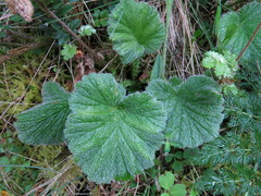 Geum cockaynei
