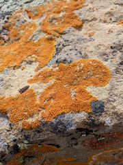 Xanthomendoza trachyphylla