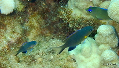 Pycnochromis vanderbilti