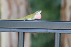 Anolis carolinensis