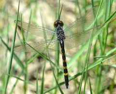 Erythrodiplax berenice