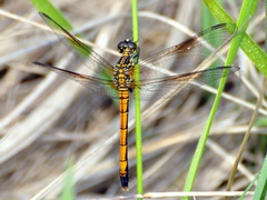 Erythrodiplax berenice