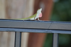 Anolis carolinensis