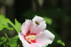 Apis mellifera