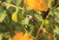 Penthobruchus germaini