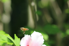 Apis mellifera