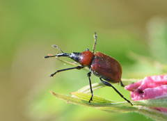 Merhynchites wickhami