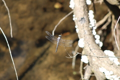 Anisoptera