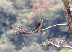 Streak-Throated Bush Tyrant photo 4