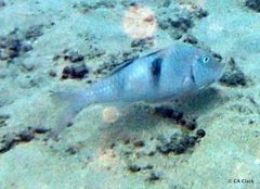 Parupeneus pleurostigma