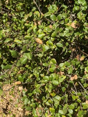 Quercus agrifolia agrifolia
