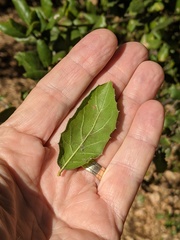 Quercus agrifolia agrifolia