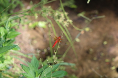 Libellula croceipennis
