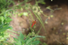 Libellula croceipennis