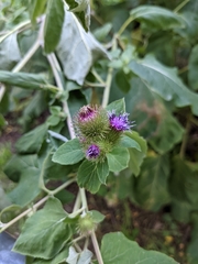 Arctium