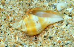 Maculastrombus maculatus