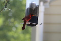 Cardinalis cardinalis