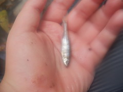 Cyprinella spiloptera