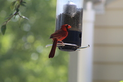 Cardinalis cardinalis