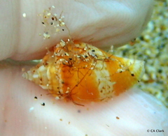 Maculastrombus maculatus