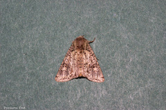 Ichneutica plena
