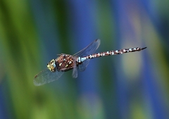 Aeshna interrupta interrupta