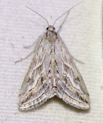 Evergestis vinctalis