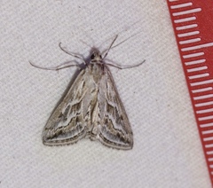 Evergestis vinctalis