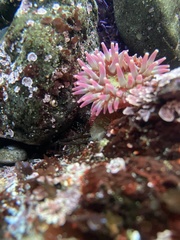 Urticina clandestina