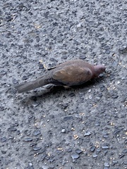 Streptopelia senegalensis