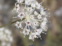 Conopodium subcarneum