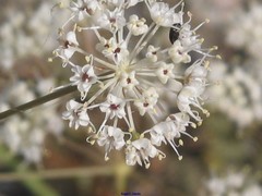 Conopodium subcarneum