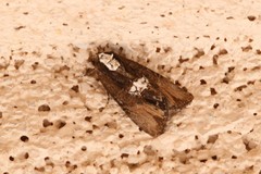 Bryolymnia semifascia