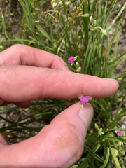 Callisia graminea
