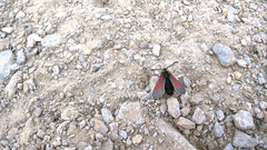 Zygaena exulans
