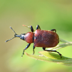 Merhynchites wickhami