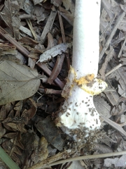 Amanita erythrocephala