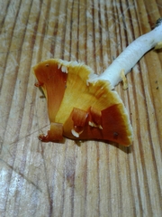 Amanita erythrocephala
