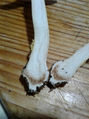 Amanita erythrocephala