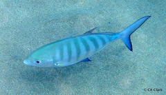 Ferdauia ferdau