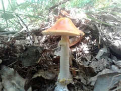Amanita erythrocephala