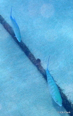 Ferdauia ferdau