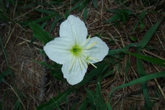 Oenothera centaurifolia