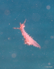 Stylocheilus striatus