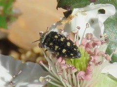 Acmaeodera tubulus