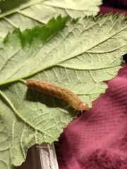 Phlogophora meticulosa