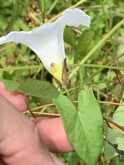 Calystegia sepium angulata