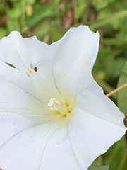 Calystegia sepium angulata